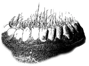 s000-bis_zum_gemeinsamen_nenner-zaehne603